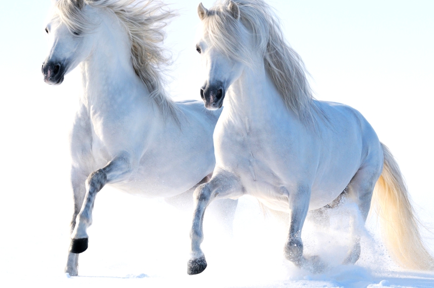 Белая лошадь народа саха